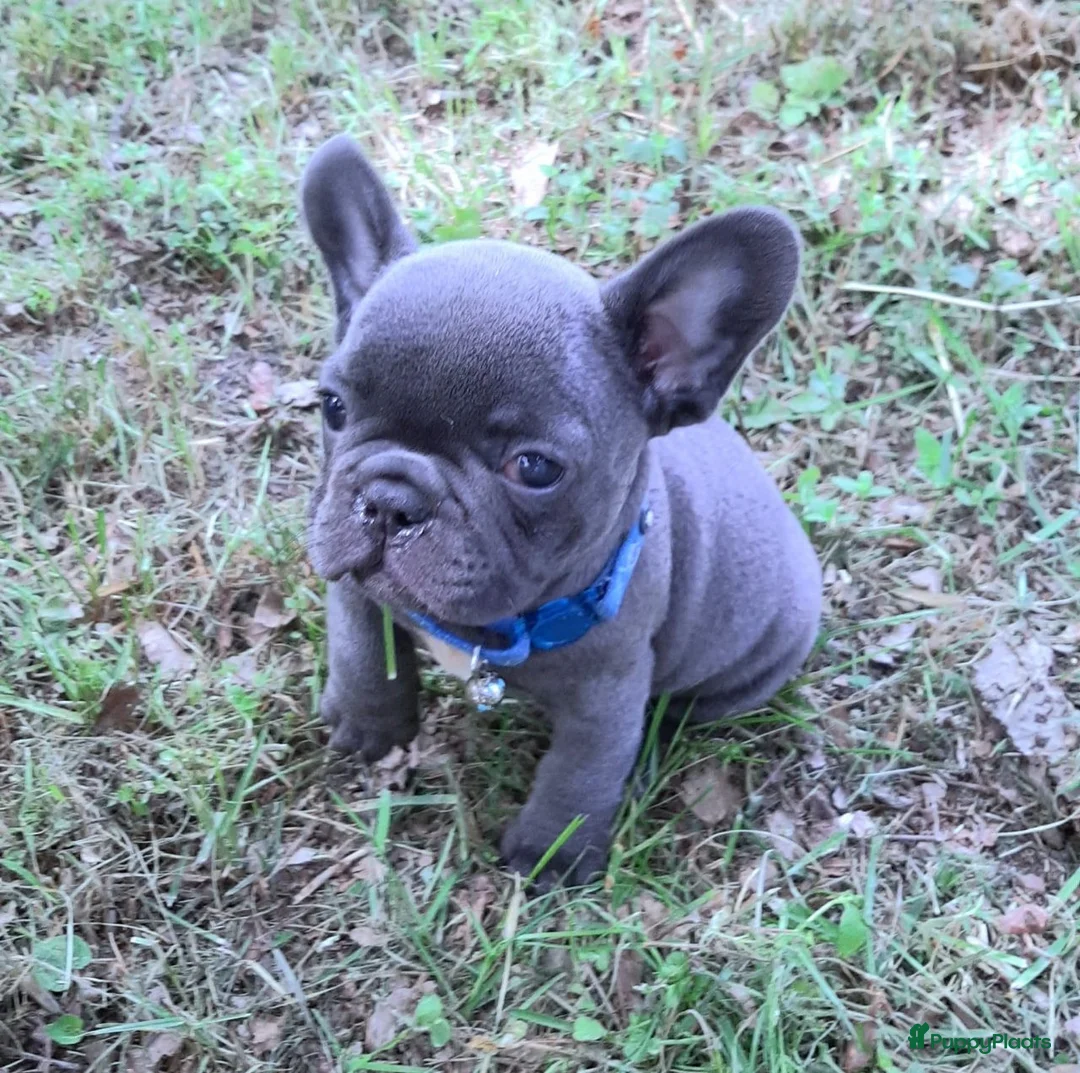 Franse Bulldog honden te koop: Franse Bulldog puppy's in Andijk - Advertentie 2