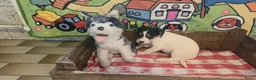 Boerenfox honden te koop: Boerenfox pups raszuiver - Advertentie 8