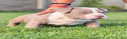 Amerikaanse Bully honden te koop: American bully pocket - Advertentie 5