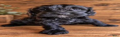 Cockapoo 1