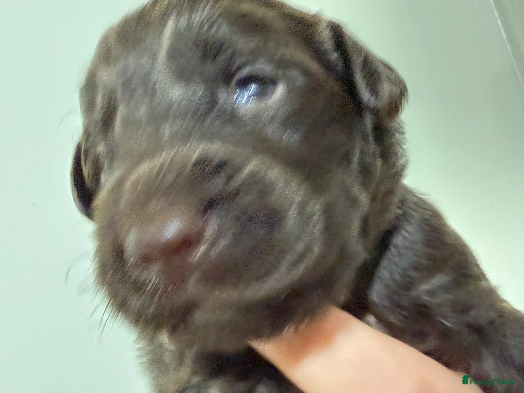 Labradoodle honden te koop: Hele mooie chocolade labradoodle puppy’s  - Advertentie 14