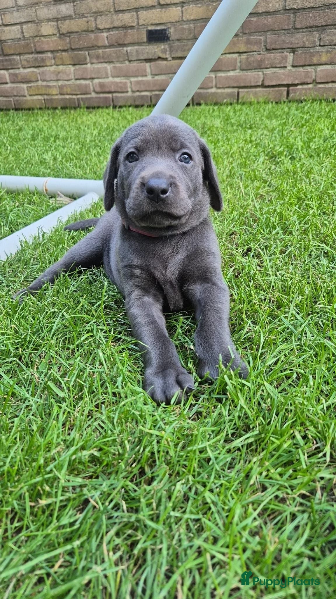 Kruising honden Nog 1 hele mooie Labmaraner pup over - Advertentie 11