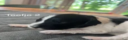 Friese Stabij honden te koop: Prachtige Friese Stabij pups in Rottevalle - Advertentie 5