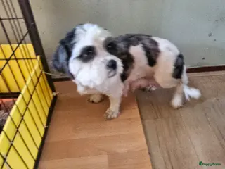 Kruising honden boomer Pups - Advertentie 2