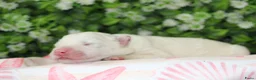 Samojeed honden te koop: Samojeed puppy’s  - Advertentie 5