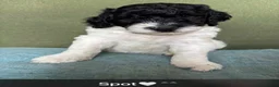 Labradoodle honden te koop: Labradoodle / 'Dubbel Doodle' pups geboren! - Advertentie 35