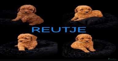 Poedel Toy honden - Advertentie 7