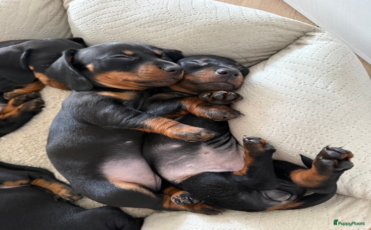 Teckel (korthaar)  honden in Halsteren - Advertentie 1