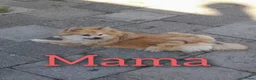 Pomeriaan honden te koop: Zeldzaam mooi blauwe pomeriaan reutjes  - Advertentie 4