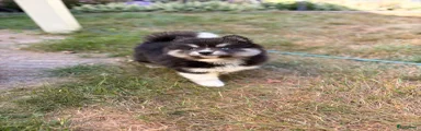 Pomsky 2 - Coco
