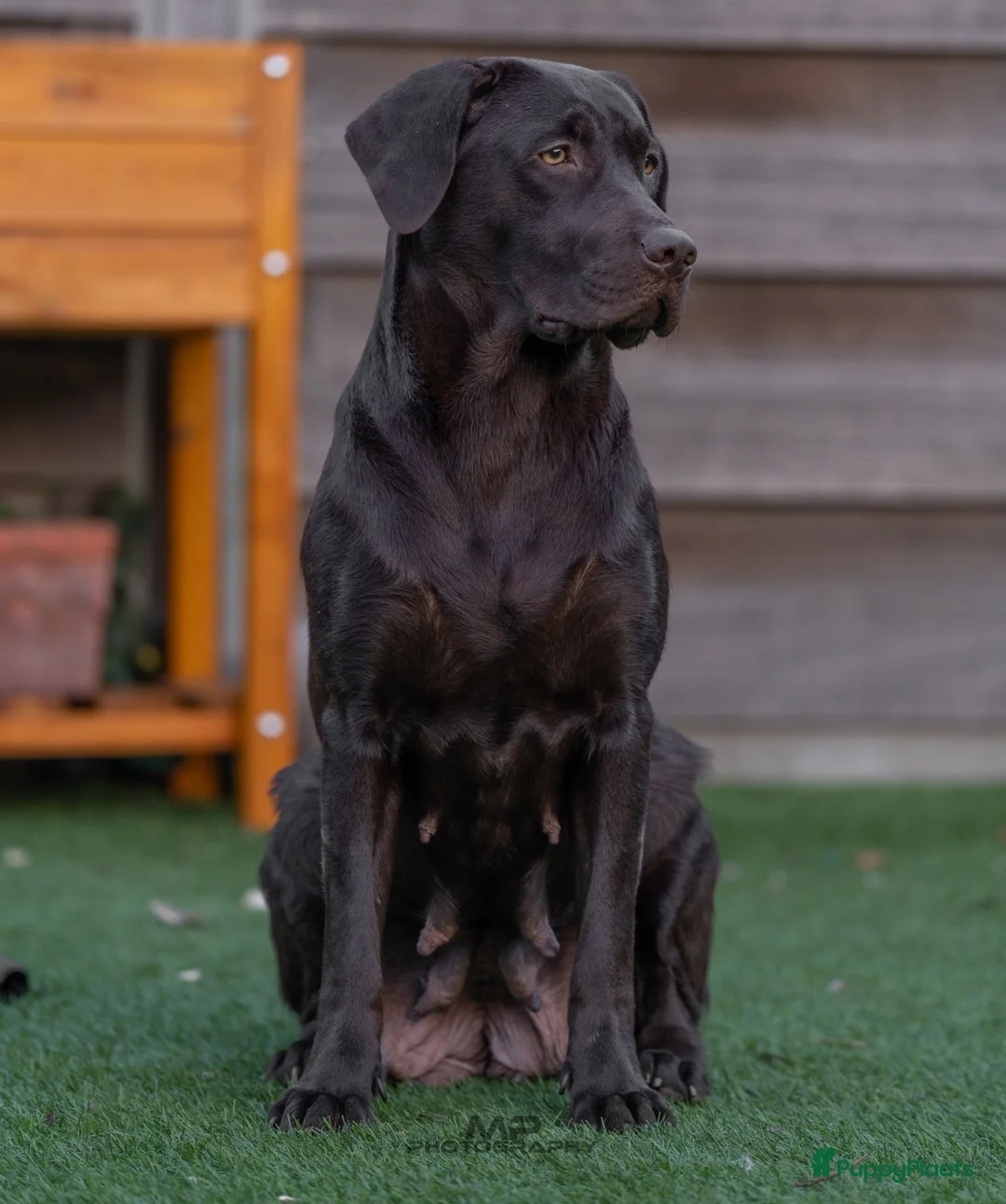 Kruising honden te koop: Labrador X Vizsla pups  - Advertentie 9