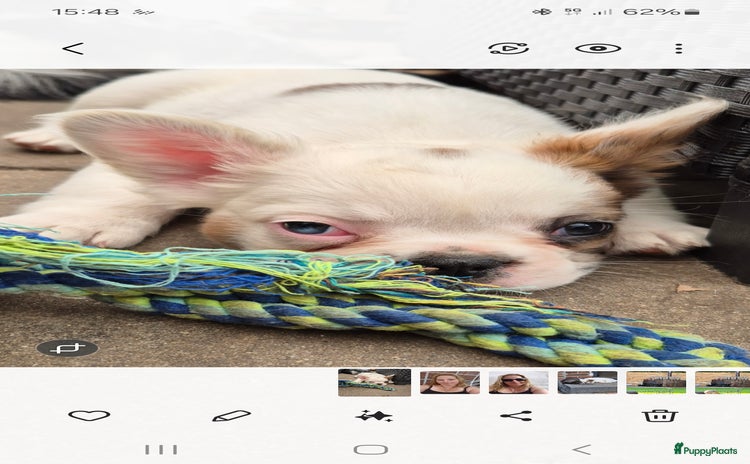 Franse Bulldog honden - Advertentie 1