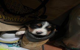 Berner Sennenhond honden te koop: Allerknapste Berner sennen pups (reutjes) in Woudenberg - Afbeelding 5