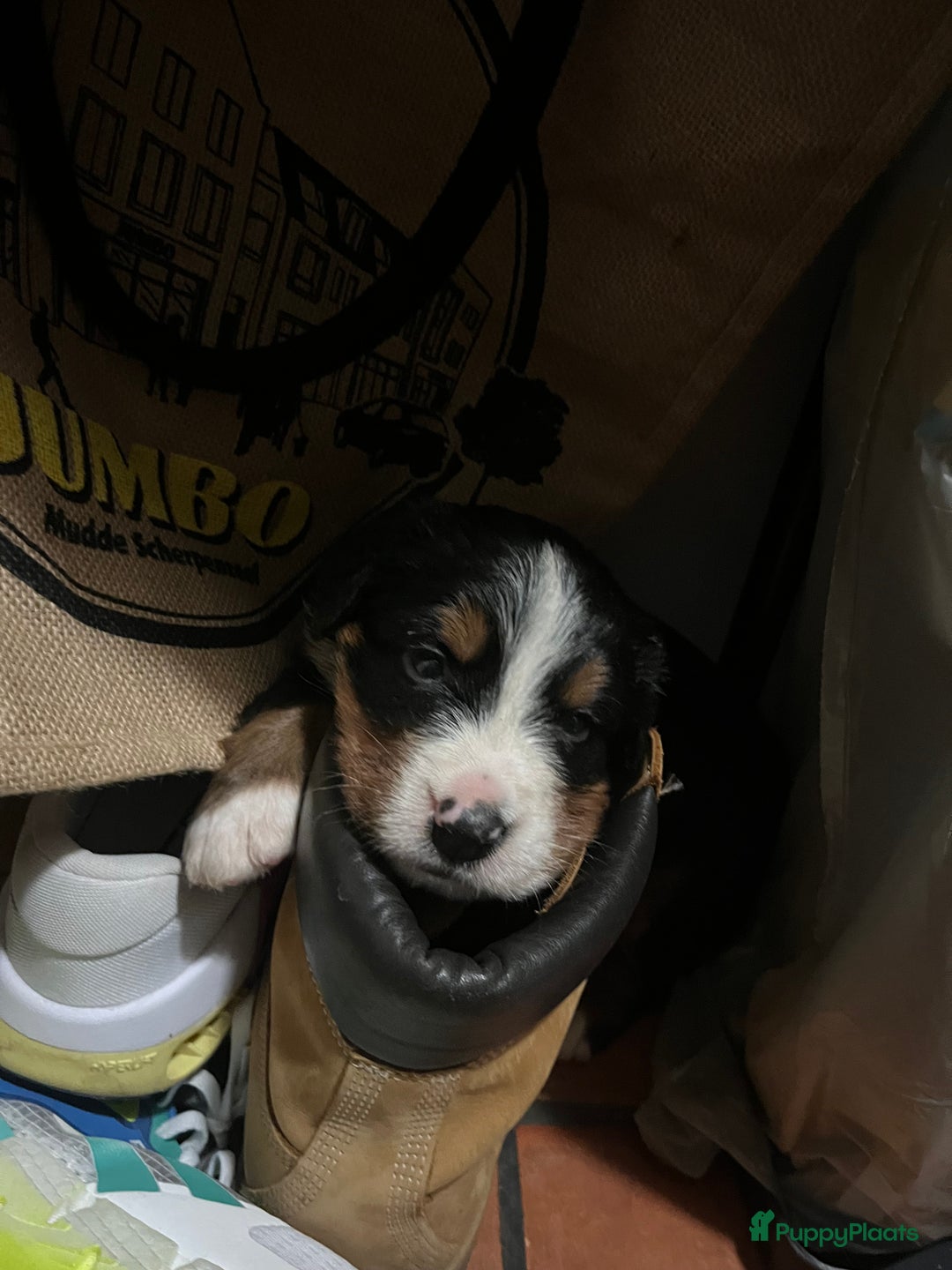 Berner Sennenhond honden te koop: Allerknapste Berner sennen pups (reutjes) in Woudenberg - Afbeelding 5