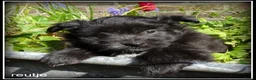 Kruising honden te koop: Pomeriaan x Boomer kruising pups - Advertentie 6