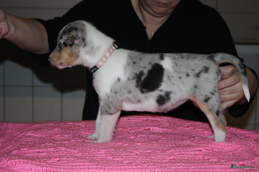 Schotse Herdershond korthaar honden te koop: Schotse Herdershond Korthaar pups met stamboom FCI - Advertentie 6