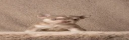 Franse Bulldog honden te koop: Mooie Franse bulldog pups - Advertentie 5