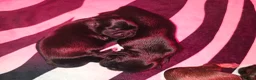 Kruising honden te koop: Prachtige Boomer Pups, Net Geboren 🖤🤎 - Advertentie 6