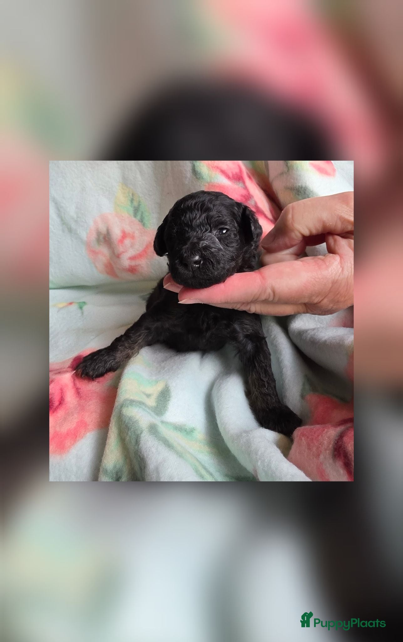 Dwergpoedel honden Diva heeft mooie 5 Phanton pups gekregen  - Advertentie 2