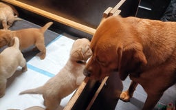 Labrador Retriever honden te koop: RED FOX/BLONDE LABRADORS  GELEGENHEIDS NESTJE ♥️ - Afbeelding 5