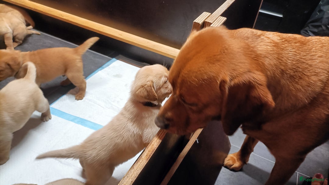 Labrador Retriever honden te koop: RED FOX/BLONDE LABRADORS  GELEGENHEIDS NESTJE ♥️ - Afbeelding 5