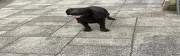 Labrador Retriever honden te koop: Labrador met stamboom - Advertentie 3
