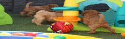 Kruising honden te koop: Prachtig mini Australian labradoodle pupjes - Advertentie 18