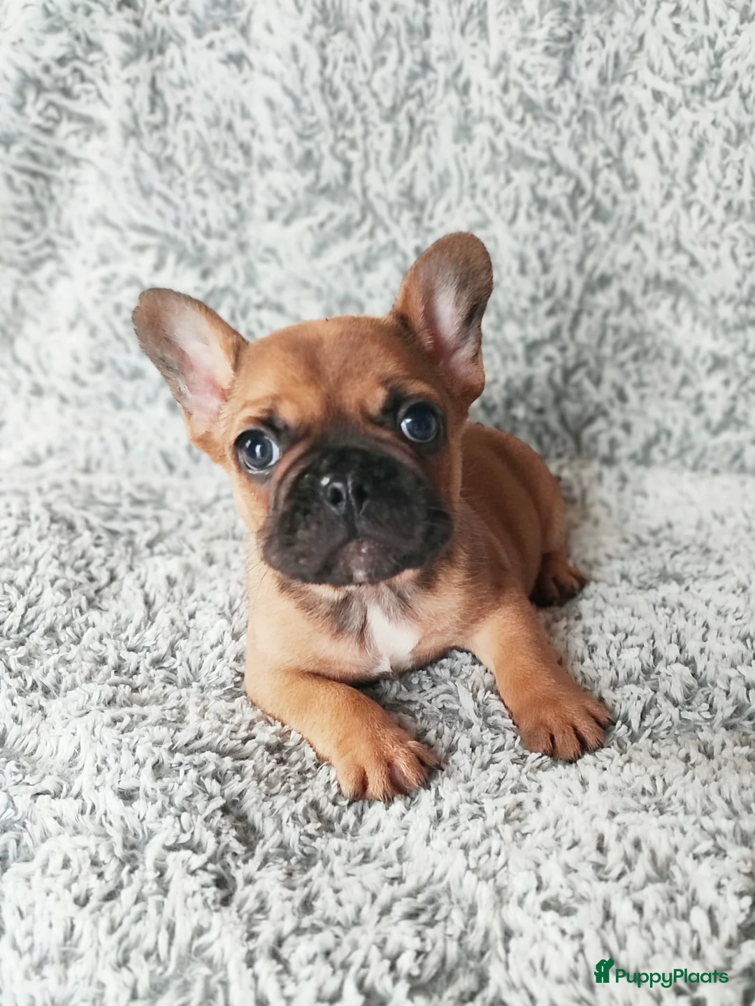 Franse Bulldog honden te koop: Laatste Franse bulldog reutje - Advertentie 1