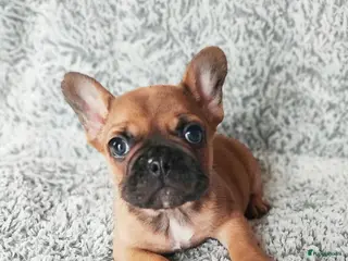 Franse Bulldog honden Laatste Franse bulldog reutje - Advertentie 1