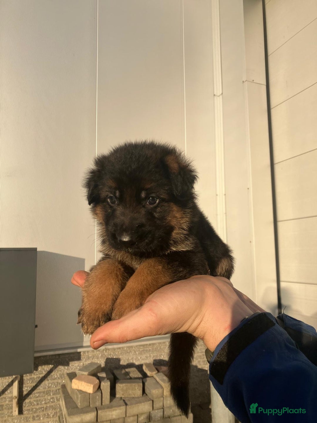 Duitse Herder honden te koop: Duitse Herder Puppy’s met Stamboom! - Advertentie 5