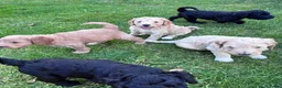 Labradoodle honden te koop: Hele mooie medium Labradoodle pups - Advertentie 15