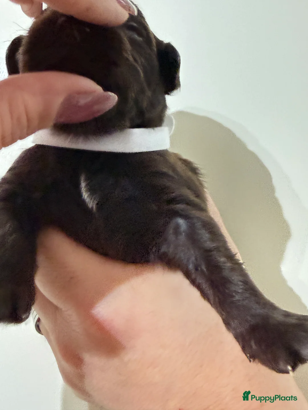 Labradoodle honden te koop: Hele mooie chocolade labradoodle puppy’s  - Advertentie 10