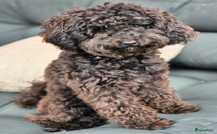 Poedel Toy honden - Advertentie 5