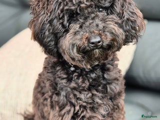 Poedel Toy honden - Advertentie 6