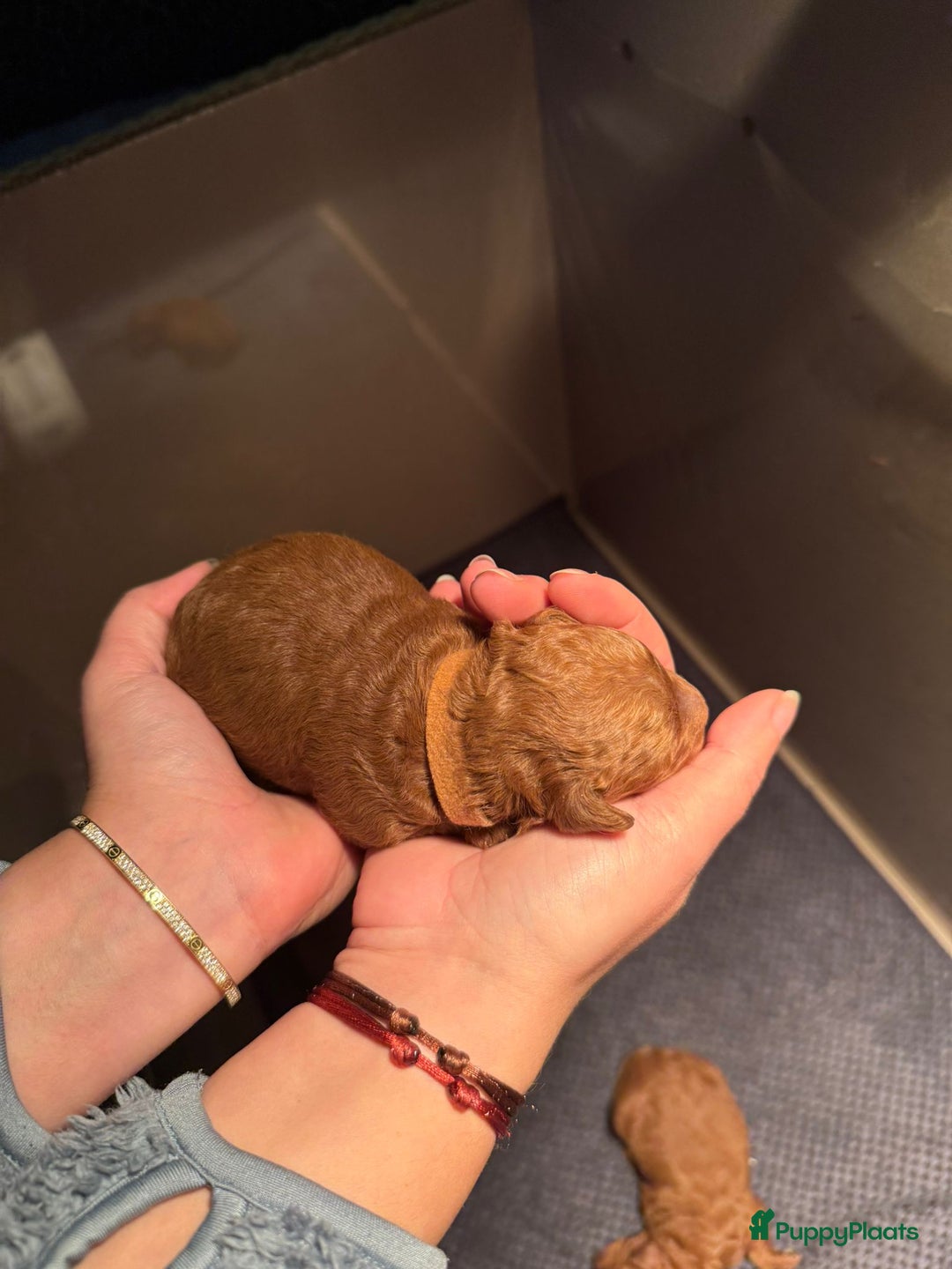 Poedel Toy honden te koop: Toy/dwerg poedel pups 🐾 - Advertentie 9