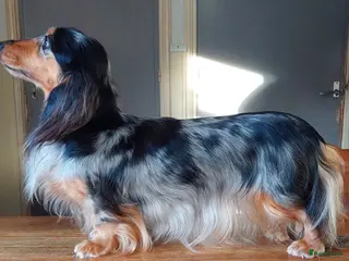 Teckel (langhaar) honden Teckel dwerg langhaar teefje - Advertentie 2