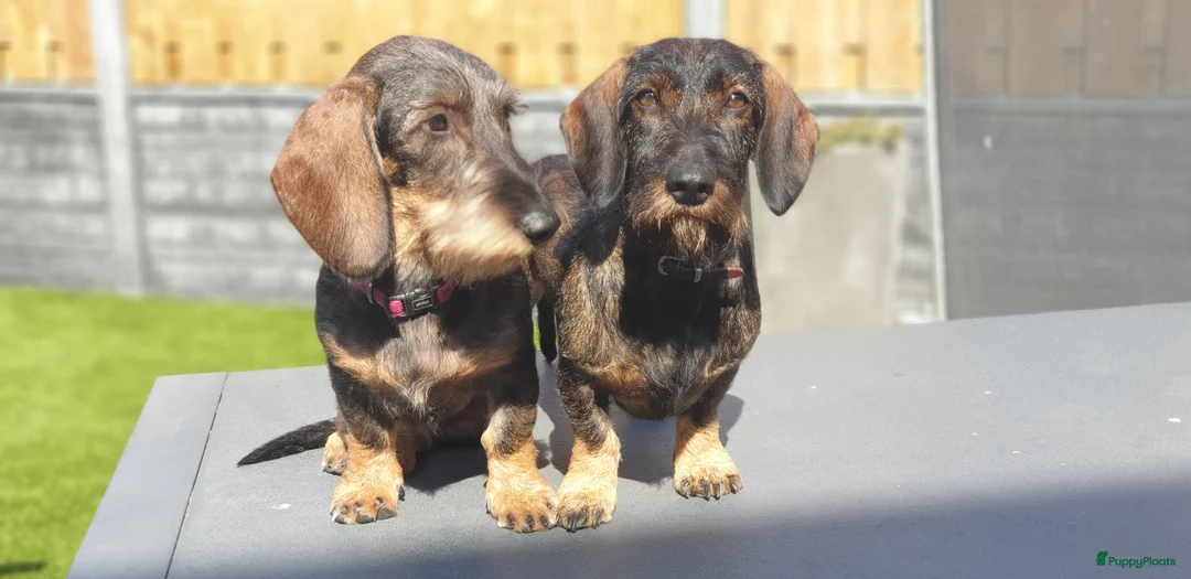 Galerij afbeelding {{count}}