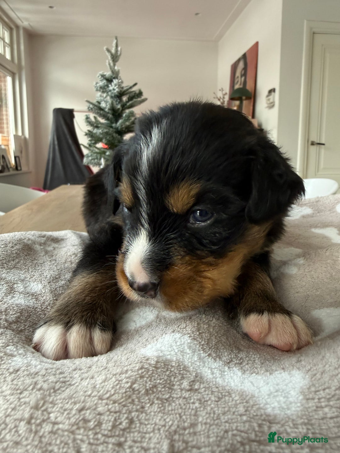 Berner Sennenhond honden te koop: Berner Sennen puppy's zoeken een liefdevol huis - Advertentie 21