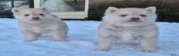 Kruising honden te koop: Pomsky x Shiba inu pups - Advertentie 11