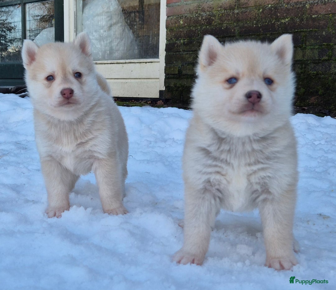 Kruising honden te koop: Pomsky x Shiba inu pups - Advertentie 11