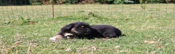 Labrador Retriever honden te koop: Wij hebben hele knappe labrador pups te koop - Advertentie 10