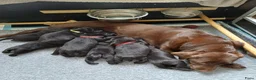 Labrador Retriever honden te koop: Labrador puppy's zwart - Advertentie 8