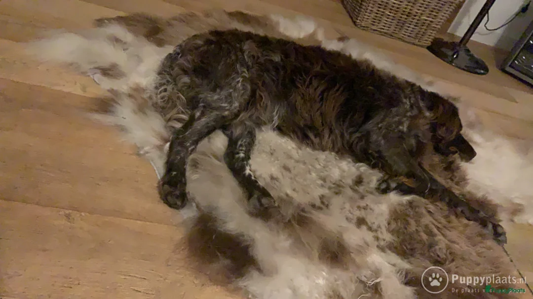 Heidewachtel honden ter dekking: Heidewachtel dekreu met stamboom  in Berg en Terblijt - Advertentie 6