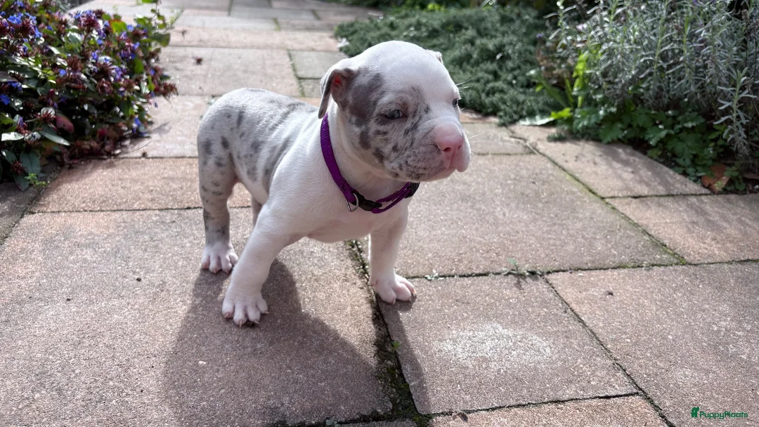 Amerikaanse Bully honden te koop: American bully in Zaltbommel - Advertentie 2