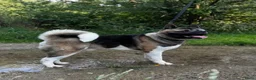 American Akita honden te koop: Prachtige American Akita Pups - Advertentie 7