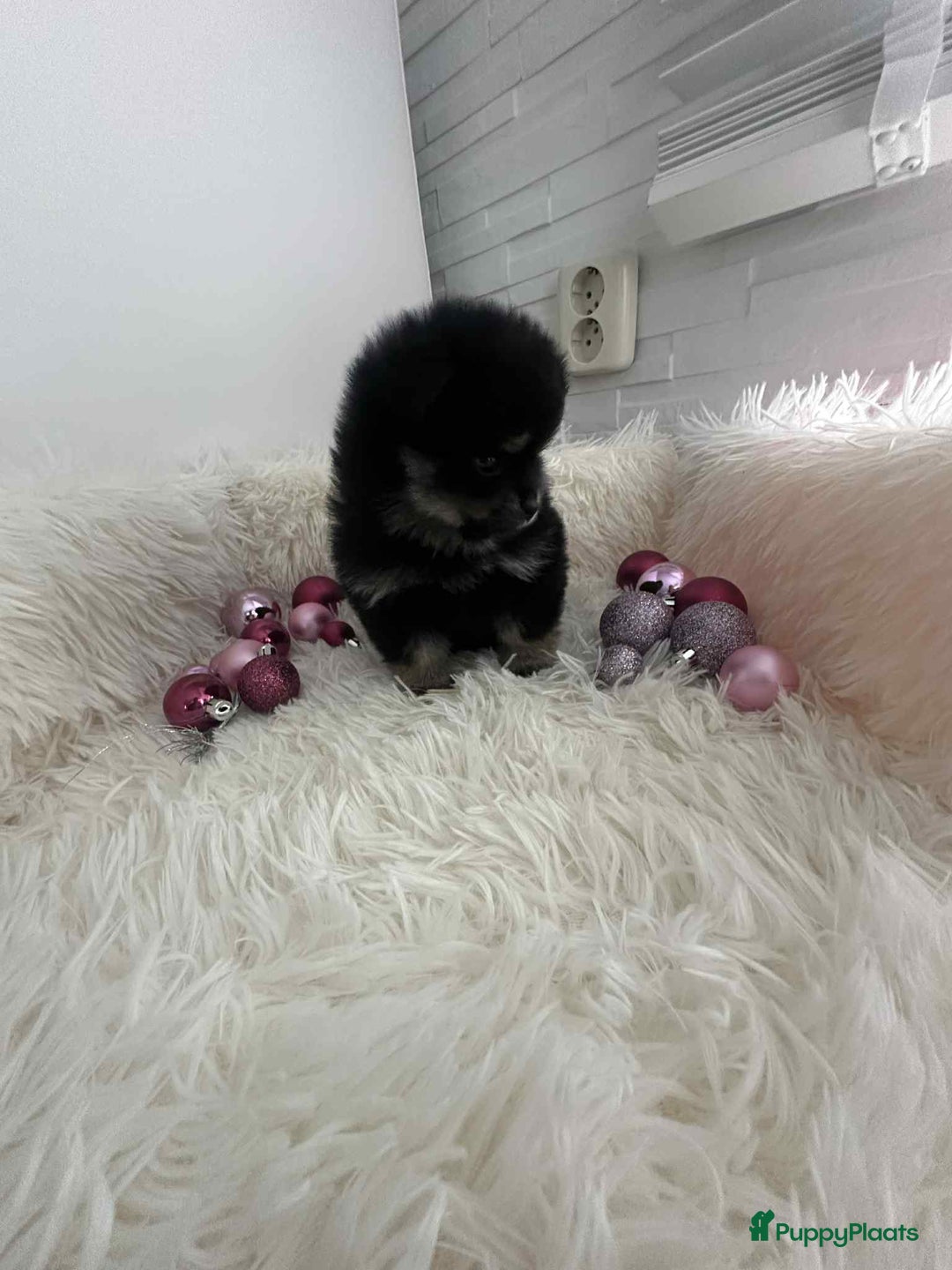 Pomeriaan honden te koop: mini pomeriaan - Advertentie 5