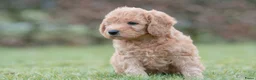 Labradoodle honden te koop: prachtige labradoodle x australian labradoodle - Advertentie 11