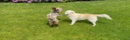 Kruising honden te koop: Australian Goldendoodle pups voor Autisme ADHD - Advertentie 11