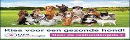 Engelse Cocker Spaniel honden te koop: Engelse Cockerspaniel pups met Stamboom  - Advertentie 25