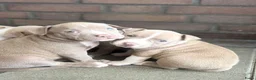 Amerikaanse Bully honden te koop: Amerikaanse pocket bully’s , met stamboom - Advertentie 6